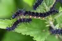 Aglais urticae