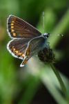Aricia agestis