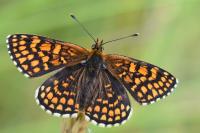 Melitaea athalia
