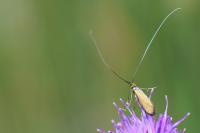 Nemophora metallica