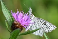 Siona lineata
