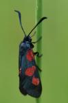 Zygaena trifolii