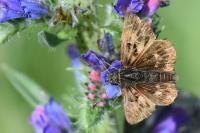 Carcharodus alceae