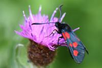 Zygaena trifolii