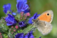 Coenonympha pamphilus