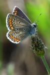 Aricia agestis