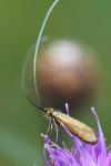 Nemophora metallica