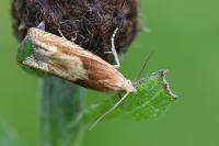 Eucosma