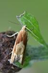 Eucosma