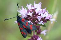 Zygaena filipendulae