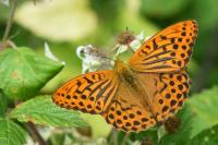 Argynnis paphia