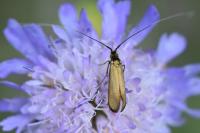 Nemophora metallica