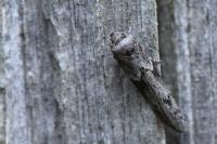 Blastobasis glandulella