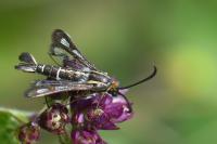 Chamaesphecia aerifrons