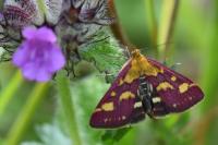Pyrausta purpuralis