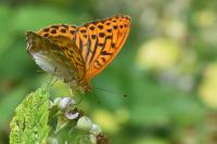 Argynnis paphia