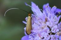 Nemophora metallica