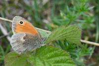 Coenonympha pamphilus