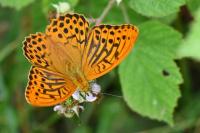 Argynnis paphia