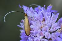 Nemophora metallica
