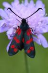 Zygaena filipendulae