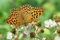 Argynnis paphia