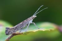 Plutella xylostella