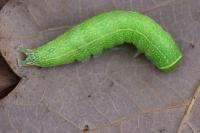Pseudoips prasinanus