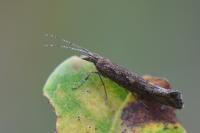 Plutella xylostella