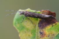 Plutella xylostella