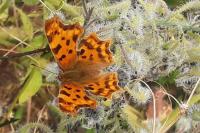 Polygonia c-album