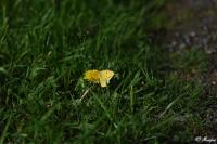 Colias crocea