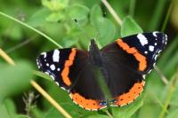 Vanessa atalanta
