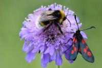 Zygaena trifolii
