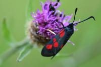 Zygaena trifolii