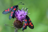 Zygaena trifolii