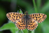 Boloria dia