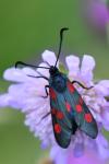 Zygaena trifolii
