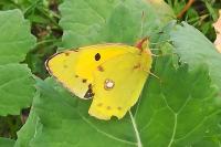 Colias crocea