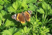 Vanessa atalanta