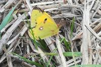 Colias crocea