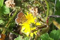 Cacyreus marshalli