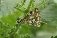 Elophila nymphaeata