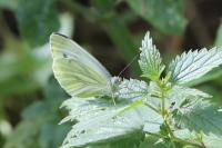 Pieris napi