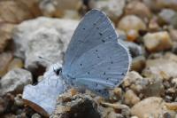 Celastrina argiolus