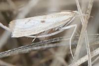 Agriphila inquinatella