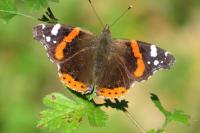 Vanessa atalanta