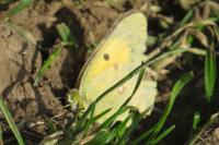 Colias crocea