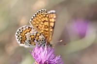 Melitaea cinxia