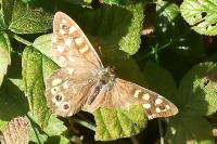 Pararge aegeria